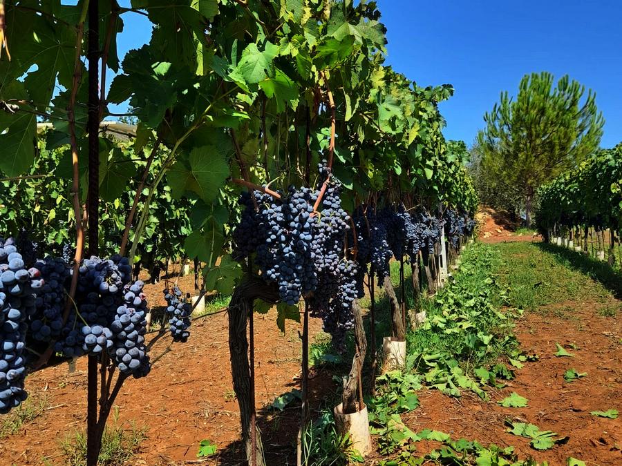 Featured image for “La Vendemmia: dall’Uva al Vino”