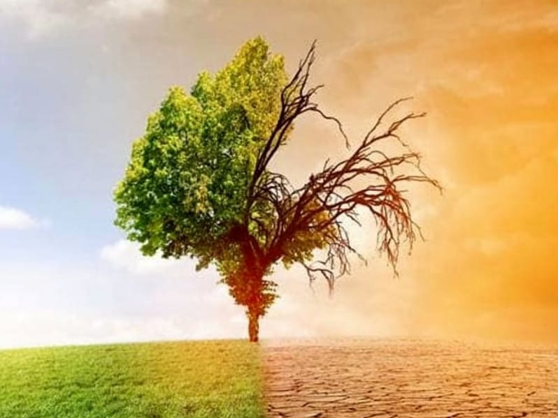 Featured image for “Il cambiamento climatico in olivicoltura”