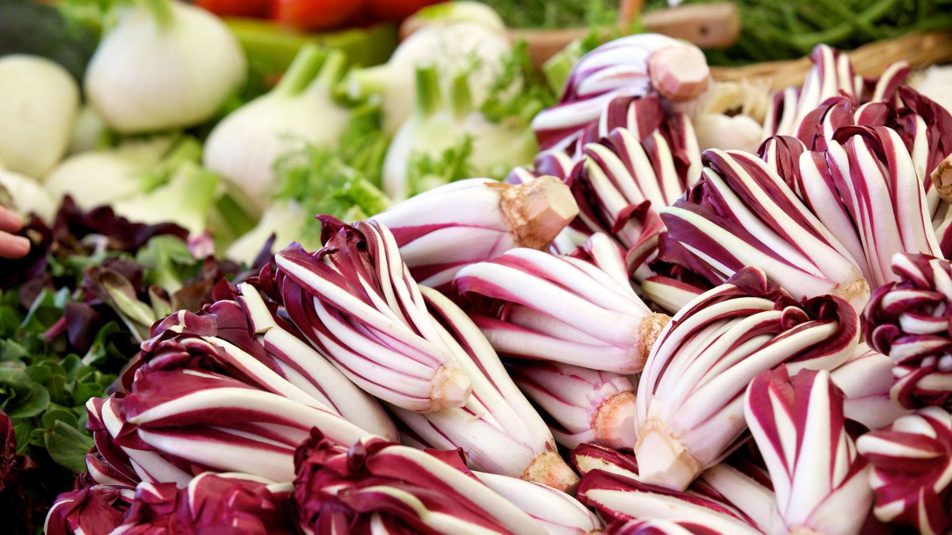 cibo di stagione a settembre: Radicchio e finocchi