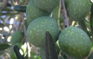 Alfredo Cetrone Olive-Gaeta
