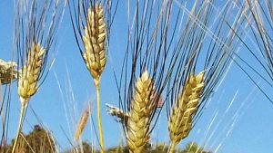 Pastificio degli Svevi - Grano Senatore