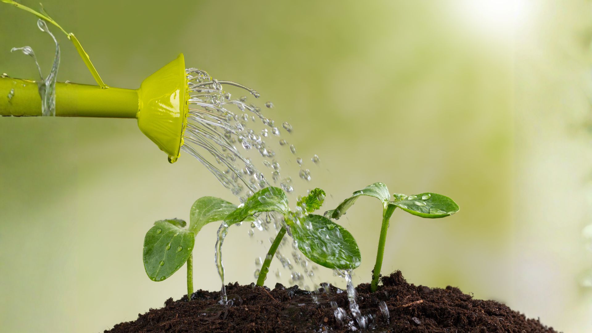L'acqua che accompagna la vita