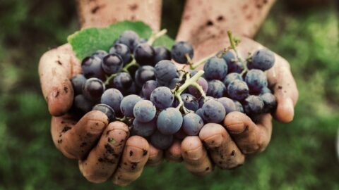 La terra ha cambiato calendario: vendemmia e olive 2026 arrivano prima in Ciociaria