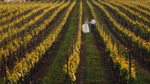 Tempo di vendemmia e metamorfosi