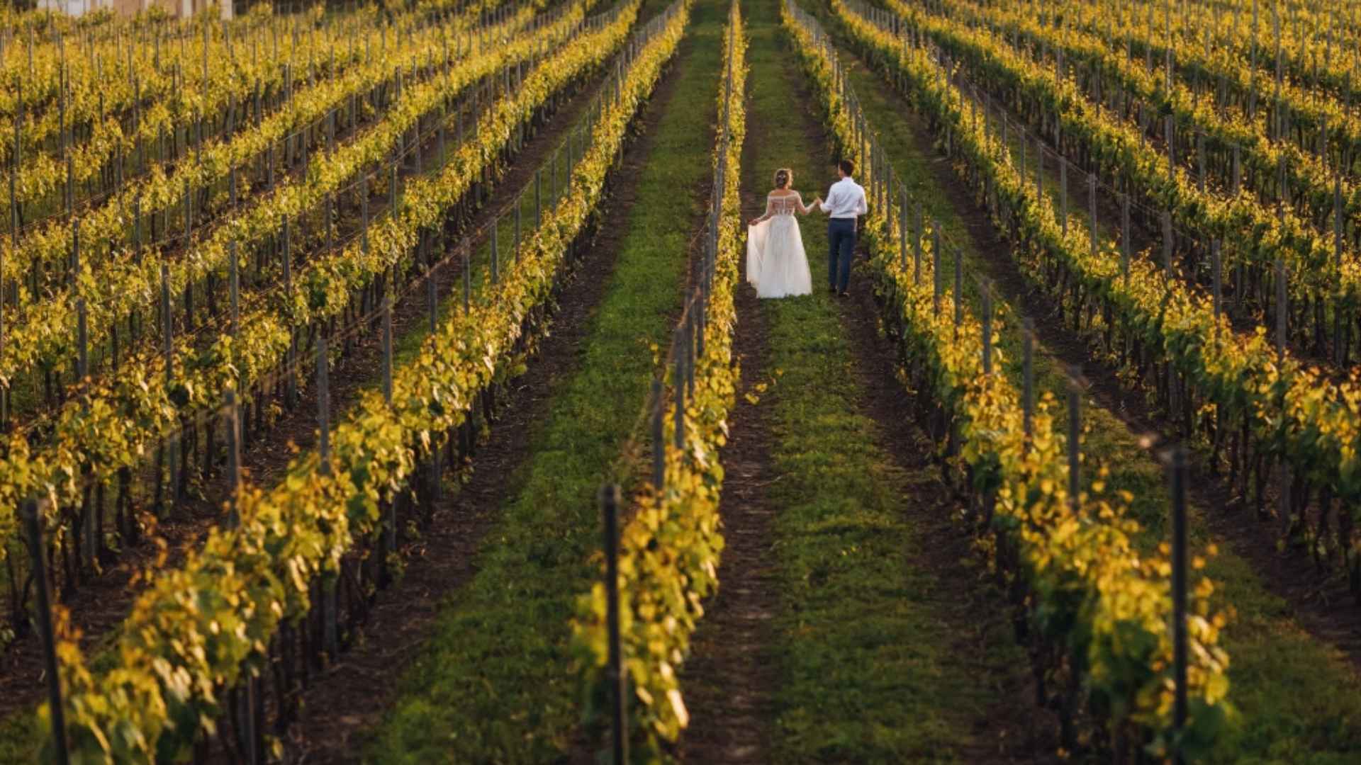 Tempo di vendemmia e metamorfosi