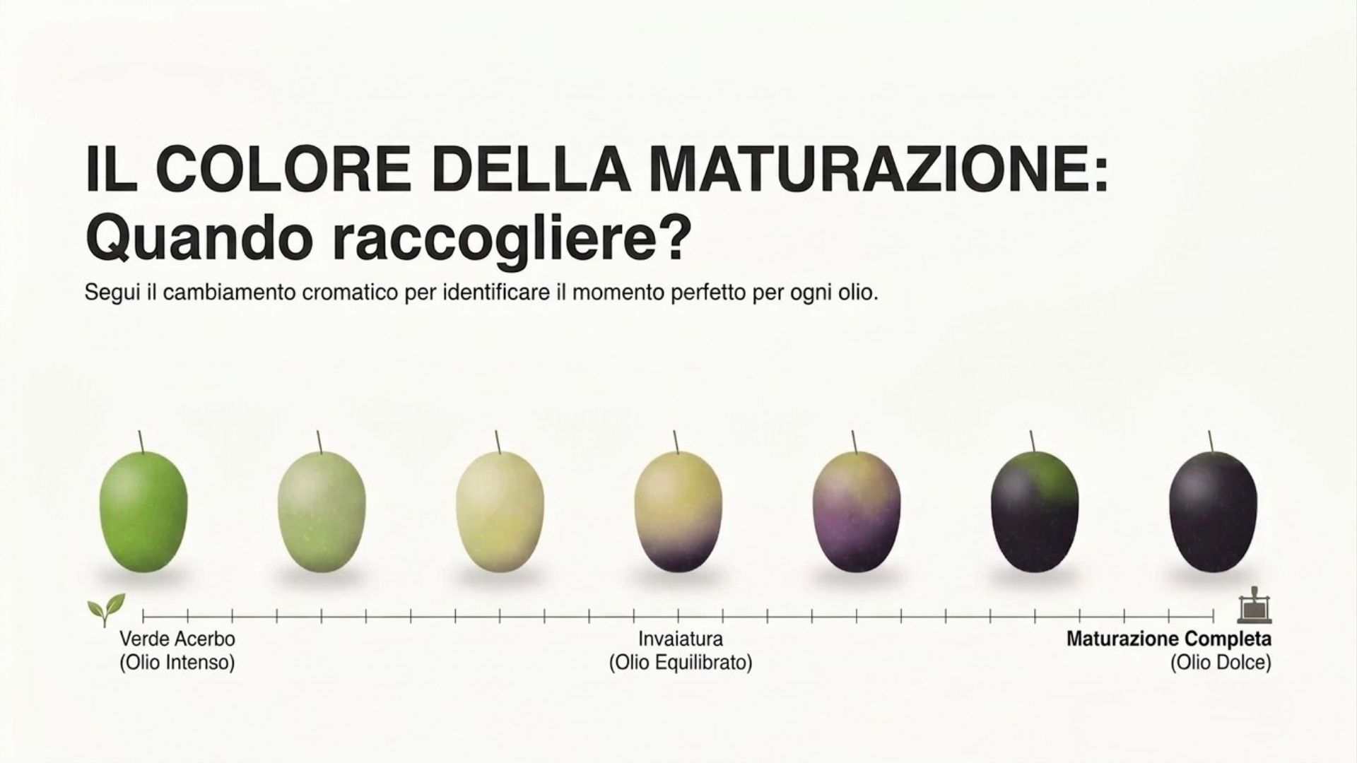 Maturazione delle olive