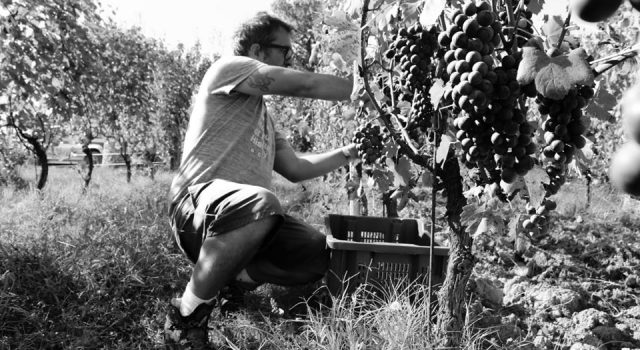 vendemmia "biodinamica"