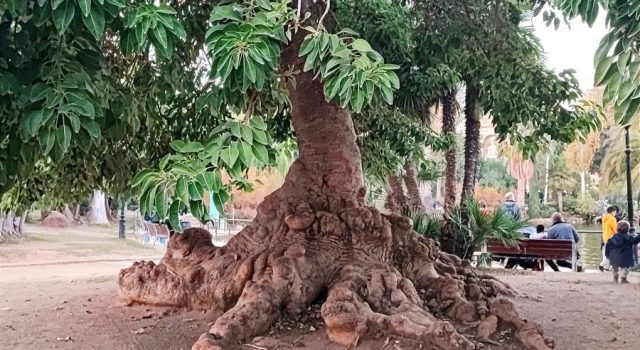 Albero dalle radici possenti come la nostra terra