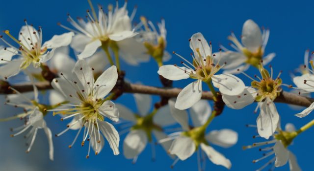 Biancospino: tra leggenda e scienza, il cuore della natura