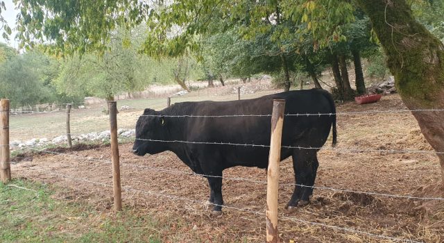Black angus della Ciociaria: dal Patricano, la carne che guarda il mare