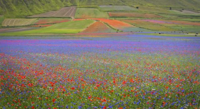 Castelluccio di norcia e i suoi campi di lenticchie