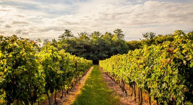 Cesanese del Piglio: il Re dei vini del Lazio (Prima Puntata)