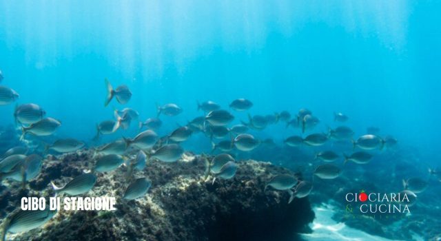 Cibo di stagione di settembre, frutta, ortaggi e pesce