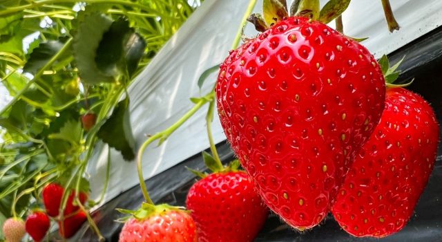 Fragole storia, leggende e curiosità