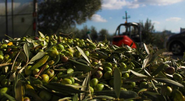 Frantoio come scegliere il migliore per la campagna olearia 2026-2027