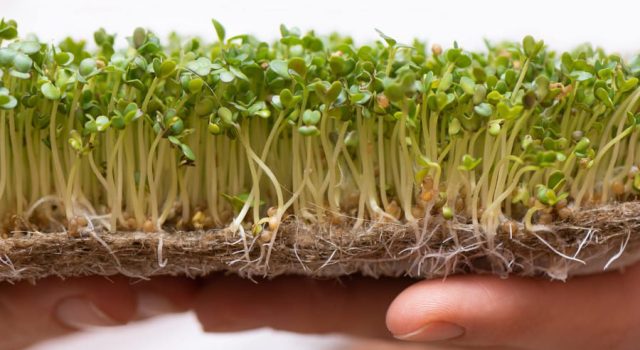 I Germogli, un concentrato di benessere