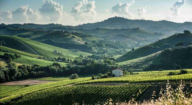 Dionetti, il vino che parla sottovoce dalla Val Menocchia