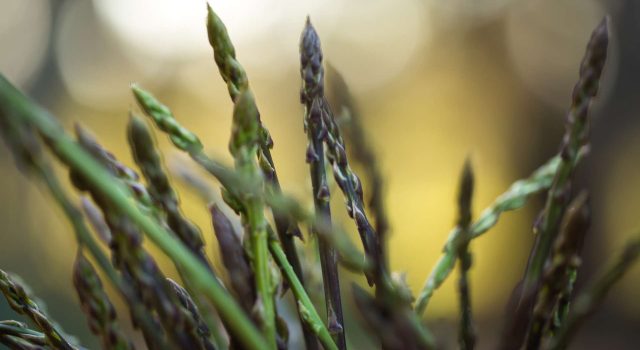 Benvenuta Primavera: quando la terra ricomincia a parlare