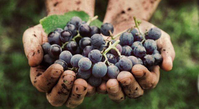 La terra ha cambiato calendario: vendemmia e olive 2026 arrivano prima in Ciociaria