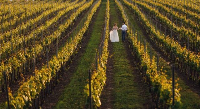 Tempo di vendemmia e metamorfosi