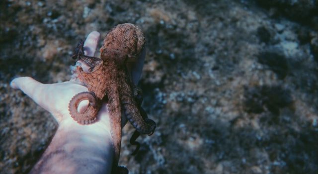 Il polpo: un genio del mare da proteggere