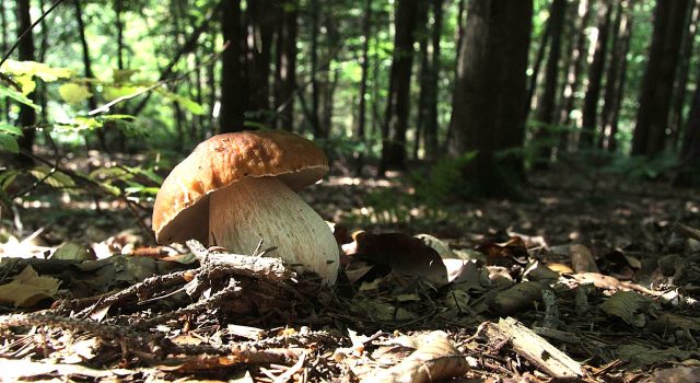 Il porcino, re d’autunno sulla tavola del Dal Patricano