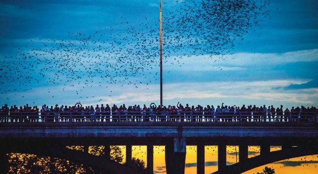 La lezione dei pipistrelli di Austin