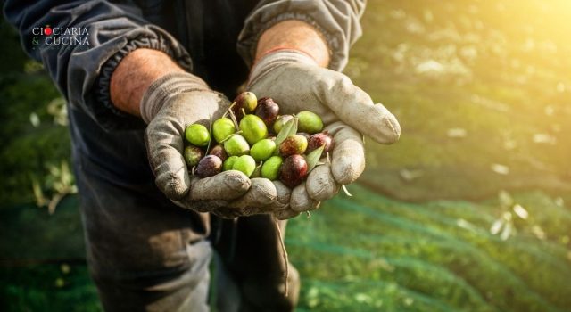 Olea Salus - l'essenza della terra nella stagione del raccolto