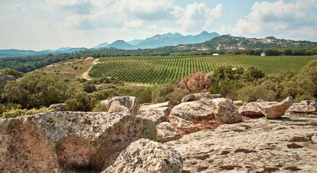 Saraja, il solco della Gallura nel Vermentino