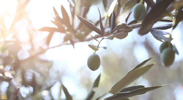 Siccità ecco cosa accade agli ulivi e all'olio