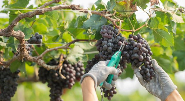 tempo di vino