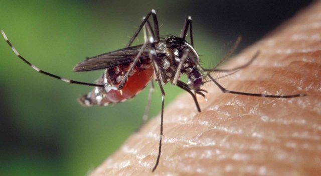 Una notte di zanzare e silenzi arriva la disinfestazione a Frosinone, per combattere il virus