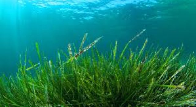 alga spirulina