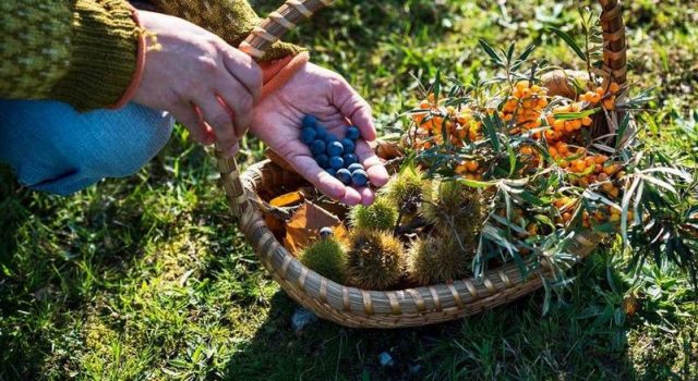 Foraging