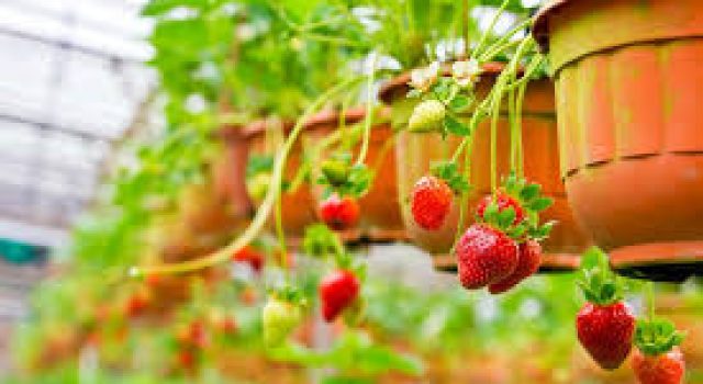 Fragole favette