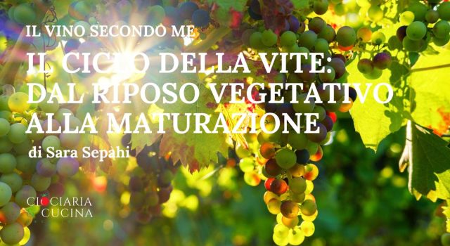 il ciclo della vite - dal riposo vegetativo alla maturazione di Sara Sepahi