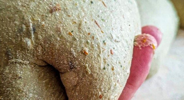 Sapori in campo – Gastronomica gourmet